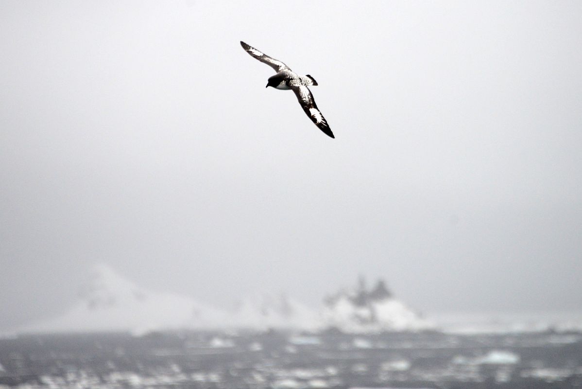 01D Cape Petrel Bird Sailing Between Aitcho Barrientos Island And Deception Island On Quark Expeditions Antarctica Cruise Ship